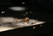 How to kill winged termites? 