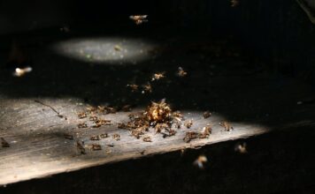 How to kill winged termites? 